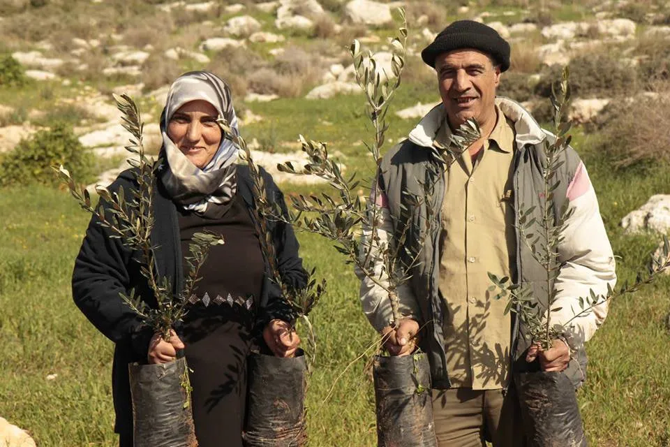 Arabic leaf and olive earrings, plant trees in Palestine!